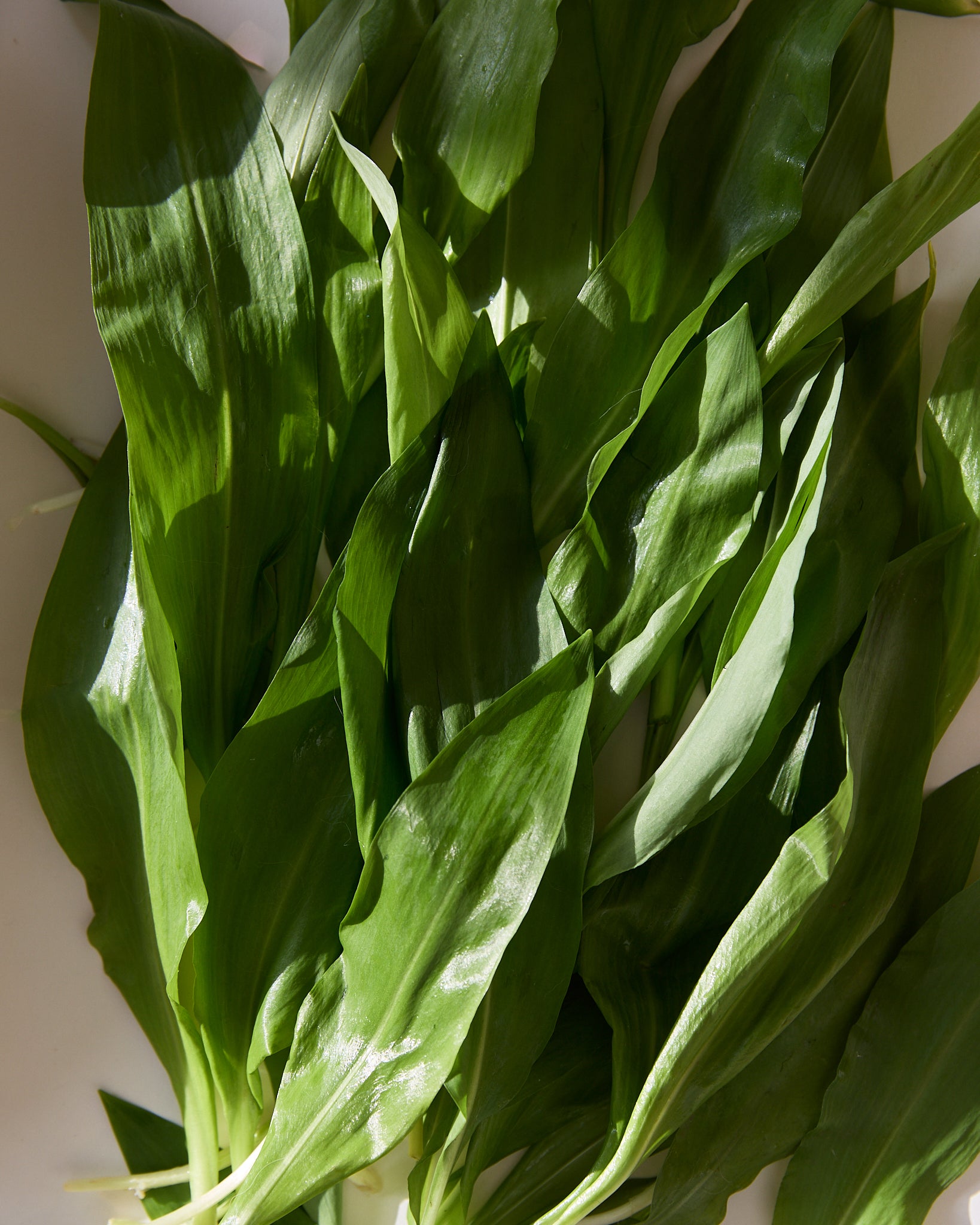 Wild Garlic Sea Salt